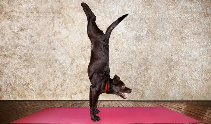 dog yoga pictures - Is Dog Yoga for real