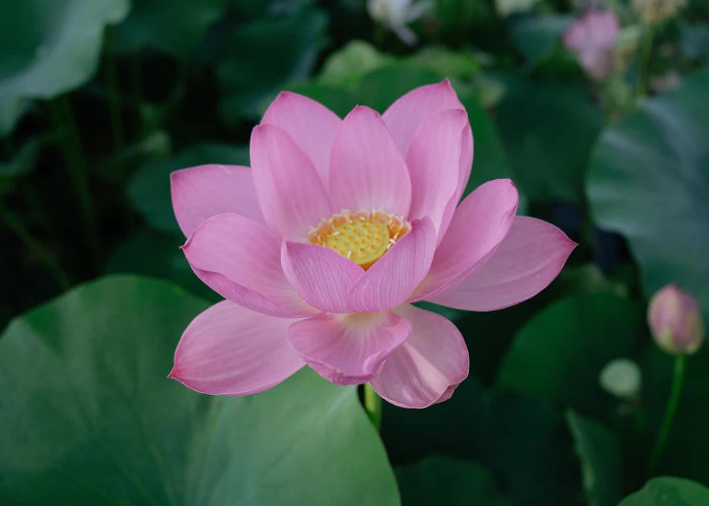 lotus yoga meaning - What does a lotus symbolize