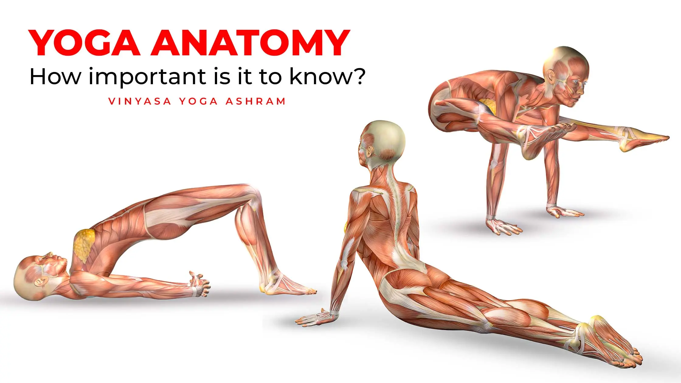 yoga anatomy course - What is anatomy in yoga