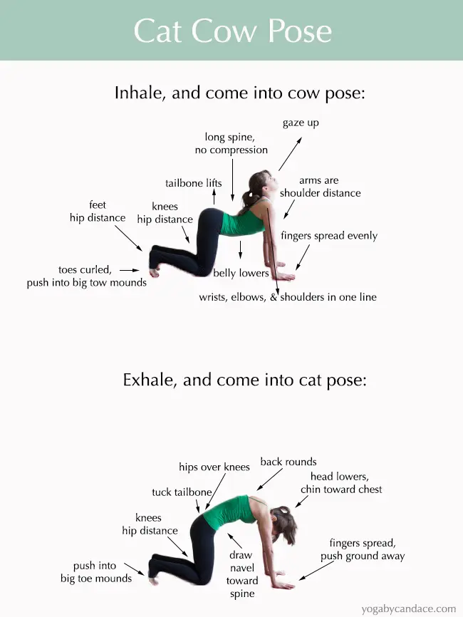 cat cow yoga pose - What is the cat cow pose good for