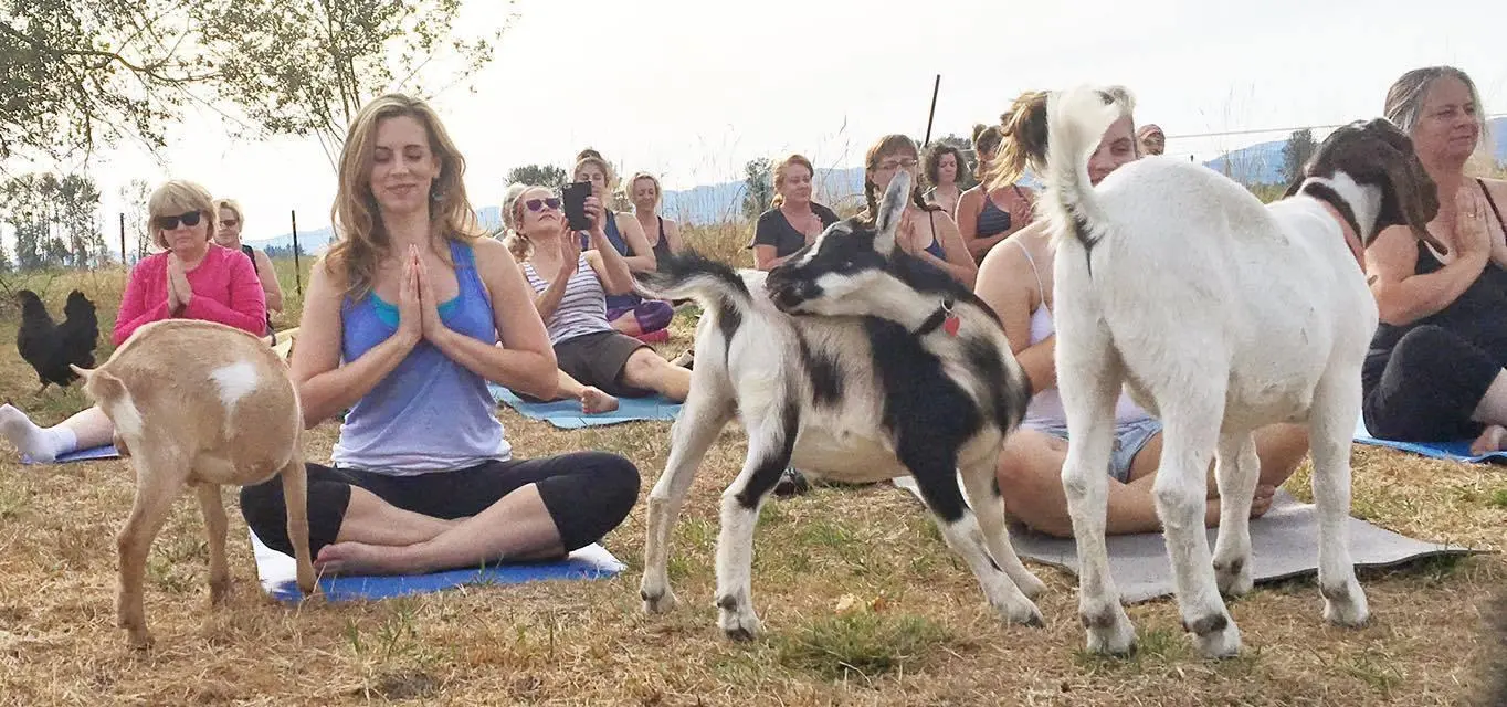 goat yoga portland oregon - What is the idea behind goat yoga